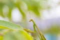 Closeup green Mantis on a leaf. Mantodea. Royalty Free Stock Photo