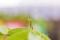 Closeup green Mantis on a leaf. Mantodea. Royalty Free Stock Photo