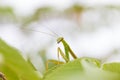 Closeup green Mantis on a leaf. Mantodea. Royalty Free Stock Photo
