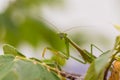 Closeup green Mantis on a leaf. Mantodea. Royalty Free Stock Photo