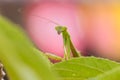 Closeup green Mantis on a leaf. Mantodea. Royalty Free Stock Photo