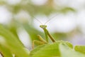 Closeup green Mantis on a leaf. Mantodea. Royalty Free Stock Photo
