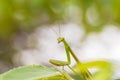 Closeup green Mantis on a leaf. Mantodea. Royalty Free Stock Photo