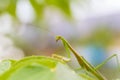 Closeup green Mantis on a leaf. Mantodea. Royalty Free Stock Photo