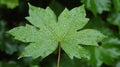 Closeup of a Green Maple Leaf Covered in Water Droplets Royalty Free Stock Photo