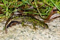 Closeup of a green marbled newt on the ground next to leaves