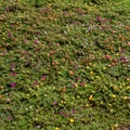 Closeup green meadow grass with small colorful flowers Royalty Free Stock Photo