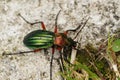 Closeup on a green metallic colorful ground beetle, Carabus auronitens sitting on a stone Royalty Free Stock Photo