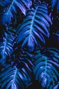 Closeup green monstera leaf background Royalty Free Stock Photo