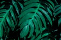 Closeup green monstera leaf background Royalty Free Stock Photo