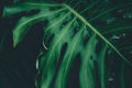 closeup green monstera leaf background Royalty Free Stock Photo
