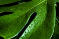 Tropical leaves, abstract green leaves texture, nature background Royalty Free Stock Photo