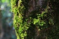 Closeup green mos on the tree Royalty Free Stock Photo