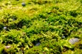 Closeup of green moss in autumn light