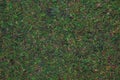 Closeup of green moss background or texture Royalty Free Stock Photo