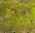 Closeup of green moss growing