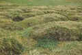 Closeup of Green moss on Leirhnjukur lava field covered with moss, overcast day in summer , with grain Royalty Free Stock Photo