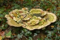 Closeup of green mushroom fungi growing on the growth surrounded with grass and leaves