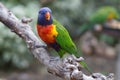 Closeup of a green-naped lorikeet sitting on a tree branch Royalty Free Stock Photo