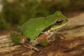 Closeup on a green North-American Pacific treefrog ,Pseudacris regilla sitting on moss Royalty Free Stock Photo