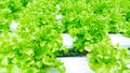 Green Oak Salad Lettuce Growing Royalty Free Stock Photo