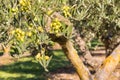 Green olives ripening on olive tree with blurred background Royalty Free Stock Photo