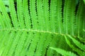 Closeup of a green ostrich fern leaf