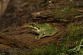 Closeup on a green Pacific tree or chorus frog, Pseudacris regilla sitting on wood