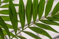 Closeup of green palm leaf. Bottom view