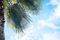 Closeup on green palm tree leaf on beautiful . Coconut Palm tree with blue sky,beautiful tropical background. Coconut palm tree Royalty Free Stock Photo