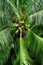 Closeup of green palm tree leaves and coconut tropic background. Summer exotic texture pattern wallpaper