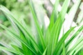 Closeup green pandan leaves growing in the garden