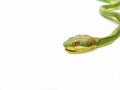 Closeup Green pit vipers on white floor Royalty Free Stock Photo