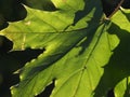 Closeup shot of a backlit plane tree leaf Royalty Free Stock Photo