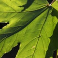 A plane tree leaf backlit by autumn sun, closeup Royalty Free Stock Photo