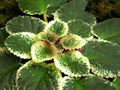 Closeup green plant 03