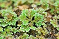 Closeup green plant Azolla filiculoides ,Pacific Mosquito Fern ,American Water Fern ,Pacific Azolla ,red water velvet ,fairy moss