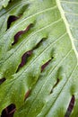 Closeup Of Green Plant Leaf Covered In Fine Rain Droplets Royalty Free Stock Photo