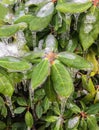 Green plant leaves covered in ice
