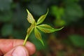 Closeup of a green plant in the palm of your hand, fingers of a hand, young fresh growth