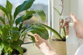 Closeup of green plant in pot on the windowsill and hands woman with spray spraying leaves with water