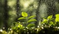 Closeup of green plant with raindrops on it in the forest Royalty Free Stock Photo