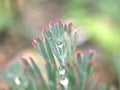 Closeup green plant with water drops with soft focus for background and blurred background ,macro image ,abstract background Royalty Free Stock Photo