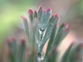 Closeup green plant with water drops with soft focus for background and blurred background ,macro image ,abstract background Royalty Free Stock Photo