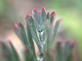 Closeup green plant with water drops with soft focus for background and blurred background ,macro image ,abstract background Royalty Free Stock Photo