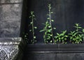 Green plants with leaves growing on an old black stone wall of a cemetery crypt