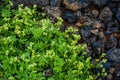 Closeup of Green plants on Leirhnjukur lava field covered with moss, overcast day in summer , with grain Royalty Free Stock Photo