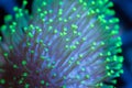 Green Polyp Toadstool Leather Coral Royalty Free Stock Photo