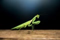 Closeup green Praying mantis insect on wood floor Royalty Free Stock Photo