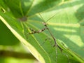 Closeup of a green Praying Mantis Mantis religiosa standing upright on leaf looking directly into camera against green backgroun Royalty Free Stock Photo